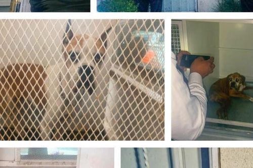 Reporta GEM rescate de dos perritos con vida en Chalco